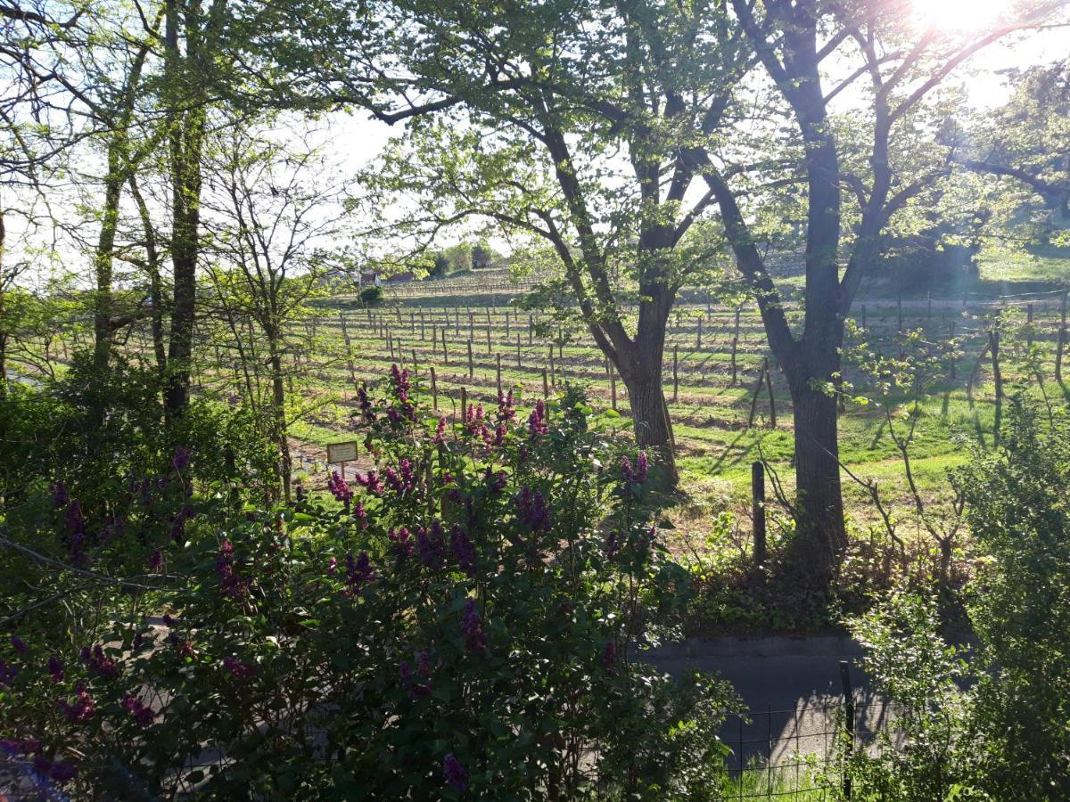 Pilikan Apartments - Park, Agroturism, Vineyard & Farm Сержегтомай Екстер'єр фото